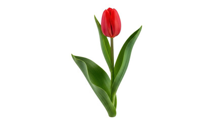 Isolated Single Red Tulip Flower Freshness Springtime Floral Elegance Isolated Flower, no back