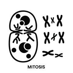 Detailed diagram illustrating the process of mitosis, showcasing the stages of cell division in a biological context