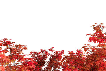 red maple leaves border isolated on white