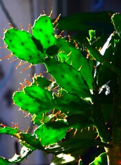 green leaves in the sun