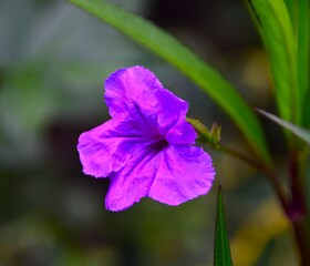purple flower in the garden