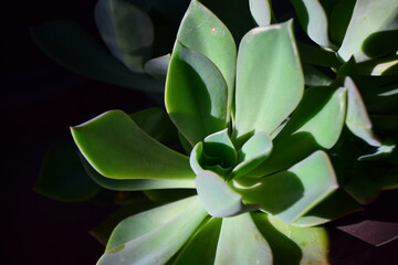 green succulent plant