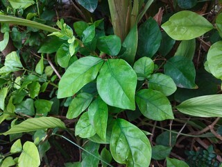green leaves background