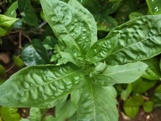 close up of a green plant