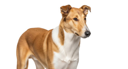 Isolated Smooth Collie dog standing up looking off to the side in a studio image