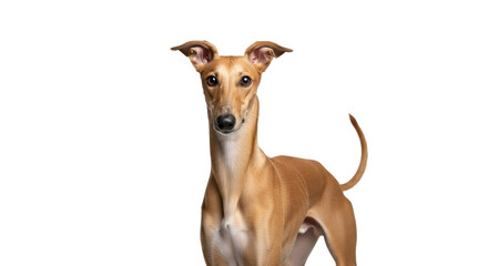 Isolated Fawn Greyhound with a Muscular Build Standing Posing with Curious Expression