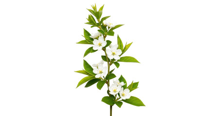 Isolated flowering shrub branch, bridal wreath spirea with small white flowers and green leaves