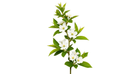 Isolated flowering shrub branch, bridal wreath spirea with small white flowers and green leaves