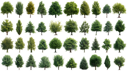 Green Trees & Bare Branches Cutout Assortment