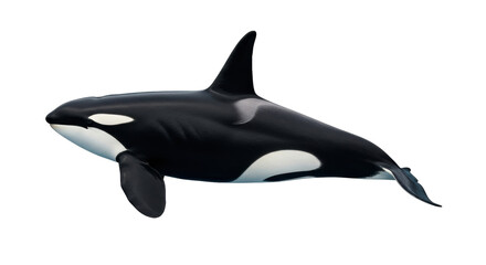 Isolated Orca whale, killer whale, side view in motion, majestic sea mammal, ocean wildlife © Johanna