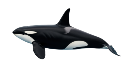 Isolated Orca whale, killer whale, side view in motion, majestic sea mammal, ocean wildlife