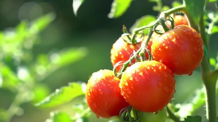 Close up of ripe red cherry tomatoes with water droplets on a vine. - Powered by Adobe