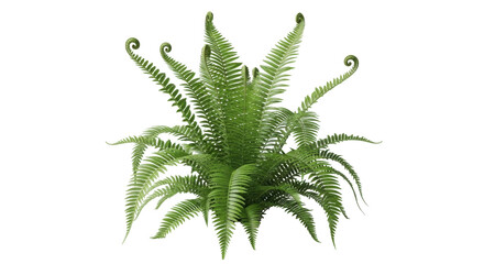 Isolated fern plant is verdant with lush foliage and curled fiddleheads in the springtime