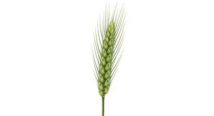 Isolated wheat spike, cereal plant with grains and long awns, organic farming crop