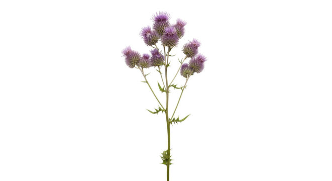 Isolated Scottish Thistle flower, wild purple bloom with green stem, prickly leaves nature
