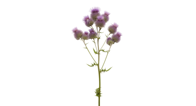 Isolated Scottish Thistle flower, wild purple bloom with green stem, prickly leaves nature