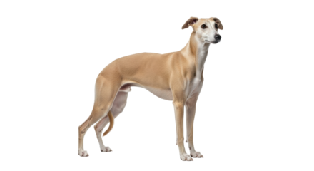 Isolated Italian Greyhound, a tan dog standing with a sleek, slender body and pointy ears
