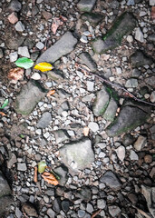 Ground and rocks as natural background.