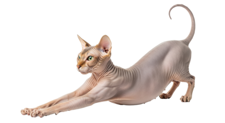 Isolated sphynx cat stretching body, hairless housecat arching back, muscular pet at full length