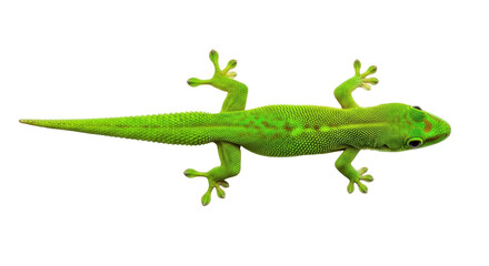 Isolated vibrant green gecko full length, tropical reptile with distinctive markings and skin