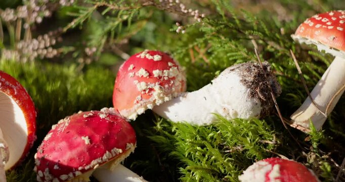 A close-up of a red fly agaric mushroom. The poisonous toadstool lies on moss. 4K video