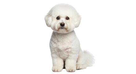 Isolated fluffy Bichon Frise dog looking forward while sitting still and resting in studio
