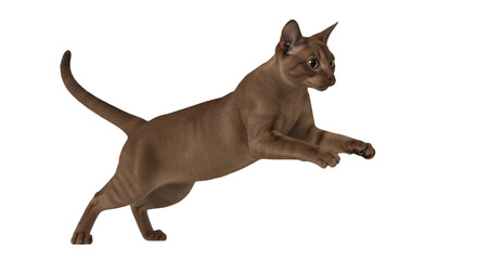 Isolated Brown Cat jumping, studio shot, no shadow, studio image, studio quality image