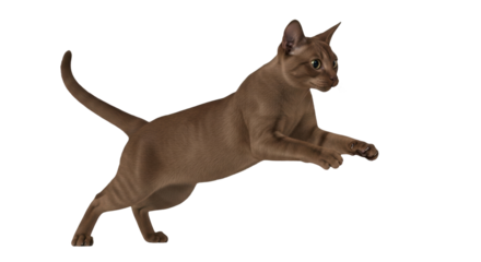 Isolated Brown Cat jumping, studio shot, no shadow, studio image, studio quality image
