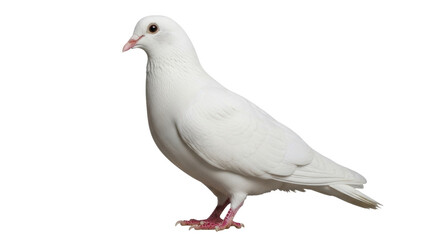 Isolated white dove standing in a studio, bird, pigeon, beautiful, feather, wing, closeup