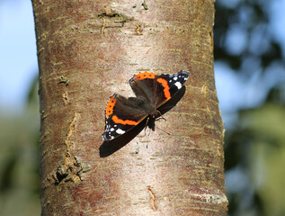 Admiral - Red admiral