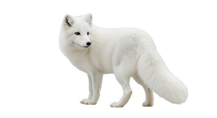 Isolated arctic fox standing attentively and looking, winter wildlife predator, no background © Johanna
