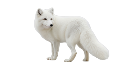 Isolated arctic fox standing attentively and looking, winter wildlife predator, no background