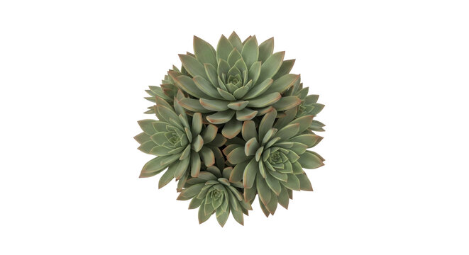 Isolated Echeveria Succulent Plant Rosette, Decorative Evergreen Home Plant with Fleshy Leaves