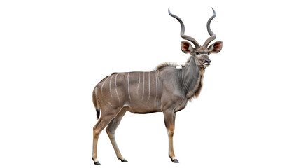 Isolated Male Kudu Antelope Stands Tall Majestic Wildlife Creature for Conservation Efforts