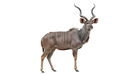 Isolated Male Kudu Antelope Stands Tall Majestic Wildlife Creature for Conservation Efforts