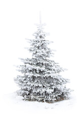 Snow-covered fir tree with frost on white background with copy space for text