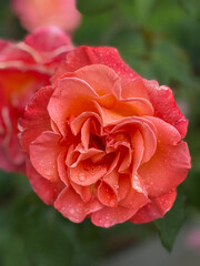 Photo of a beautiful flower. Flower