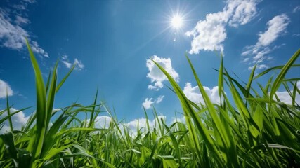 A green field under the bright sun with tall stalks of plants and a blue sky. Useful for topics related to ecology, agriculture, natural landscapes, and sustainable development.
