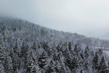 Snowy landscape with village and pine trees