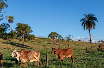 dairy cows on the farm