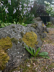 green moss on stone