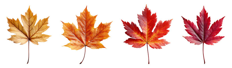 Red maple leaves for autumn isolated on transparent background.