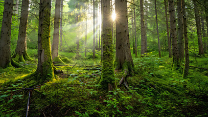 Obraz premium Sunbeams filtering through a lush green moss-covered forest woods trees isolated on a transparent background