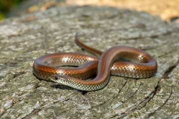 Common Slug Eater (Duberria lutrix) Close-Up on Dead Wood – Non-Venomous Endemic African Reptile