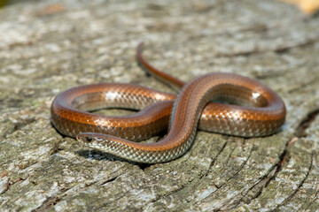 Common Slug Eater (Duberria lutrix) Close-Up on Dead Wood – Non-Venomous Endemic African Reptile