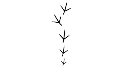 Fototapeta premium Illustration of bird footprints isolated on transparent background