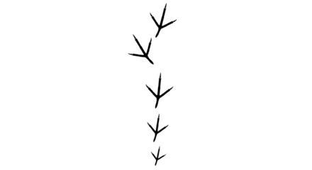 Illustration of bird footprints isolated on transparent background
