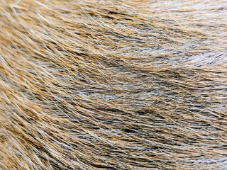 Fototapeta premium The texture of goat hair is brown mixed with white and a little black