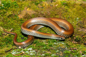 Common Slug Eater (Duberria lutrix) Close-Up on Mossy Ground– Non-Venomous Endemic African Reptile