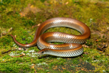 Common Slug Eater (Duberria lutrix) Close-Up on Mossy Ground– Non-Venomous Endemic African Reptile